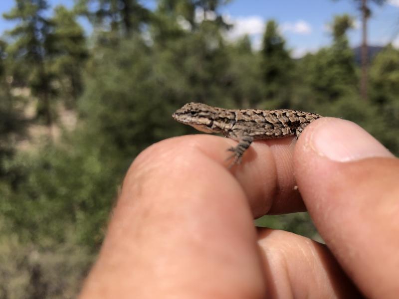 Ornate Tree Lizard (Urosaurus ornatus)