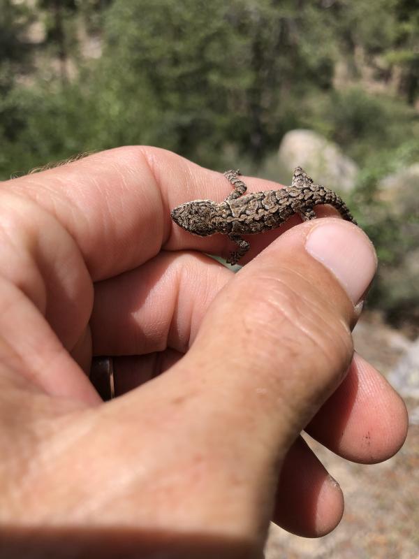 Ornate Tree Lizard (Urosaurus ornatus)