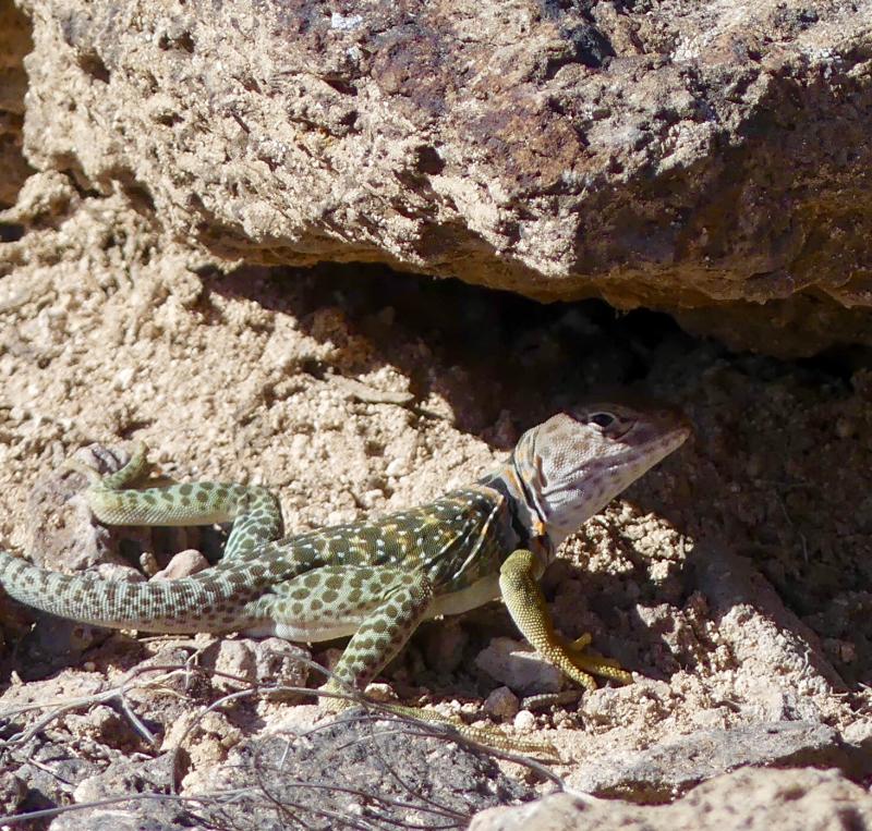 Eastern Collared Lizard (Crotaphytus collaris)