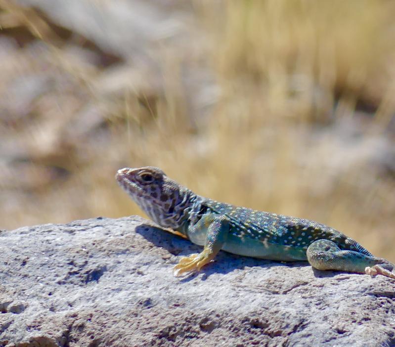 Eastern Collared Lizard (Crotaphytus collaris)