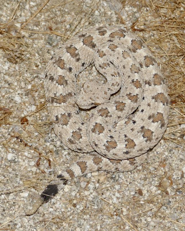 Colorado Desert Sidewinder (Crotalus cerastes laterorepens)