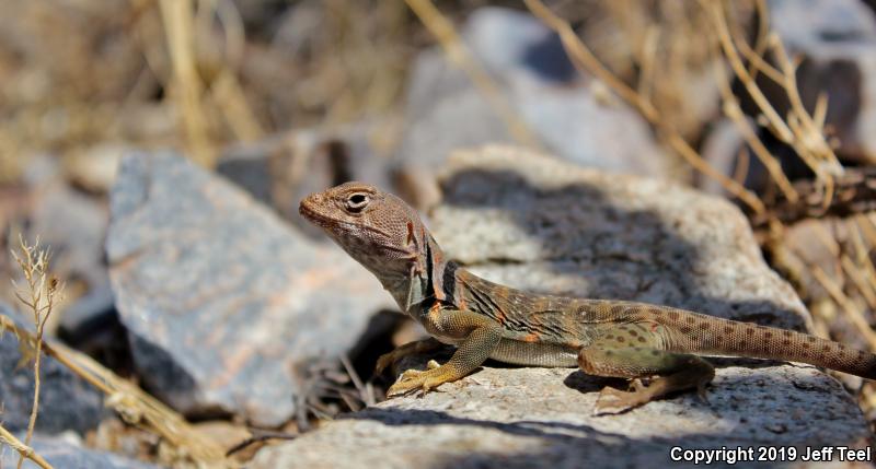 Eastern Collared Lizard (Crotaphytus collaris)