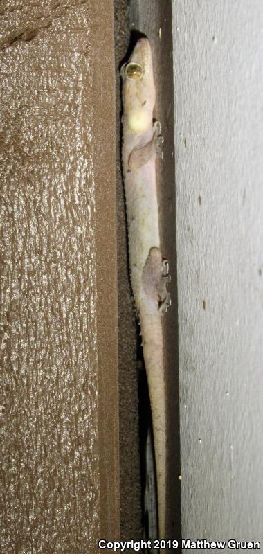 Wood Slave (Hemidactylus mabouia)