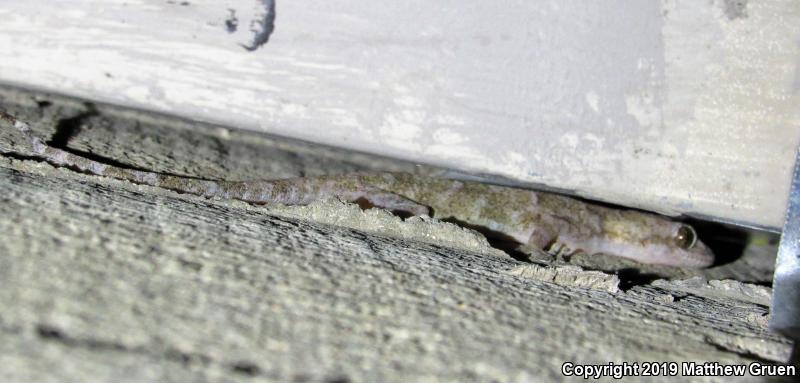 Asian Flat-tailed House Gecko (Hemidactylus platyurus)