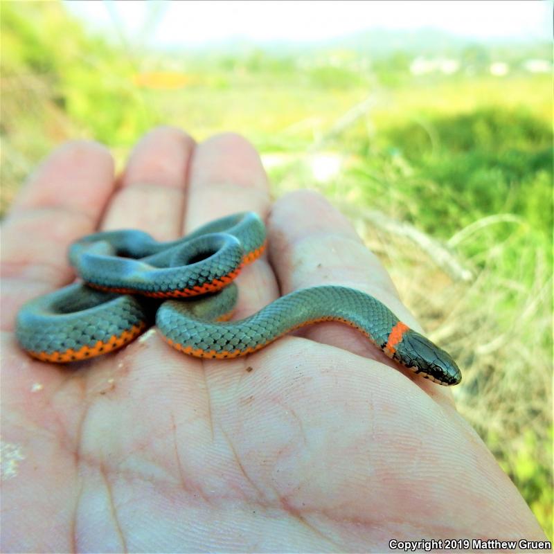 San Bernardino Ring-necked Snake (Diadophis punctatus modestus)