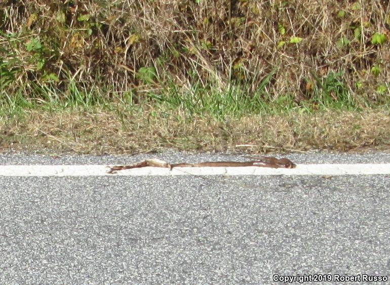 Mole Kingsnake (Lampropeltis calligaster rhombomaculata)