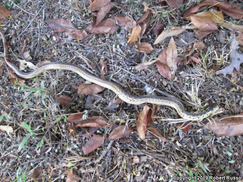 Eastern Gartersnake (Thamnophis sirtalis sirtalis)