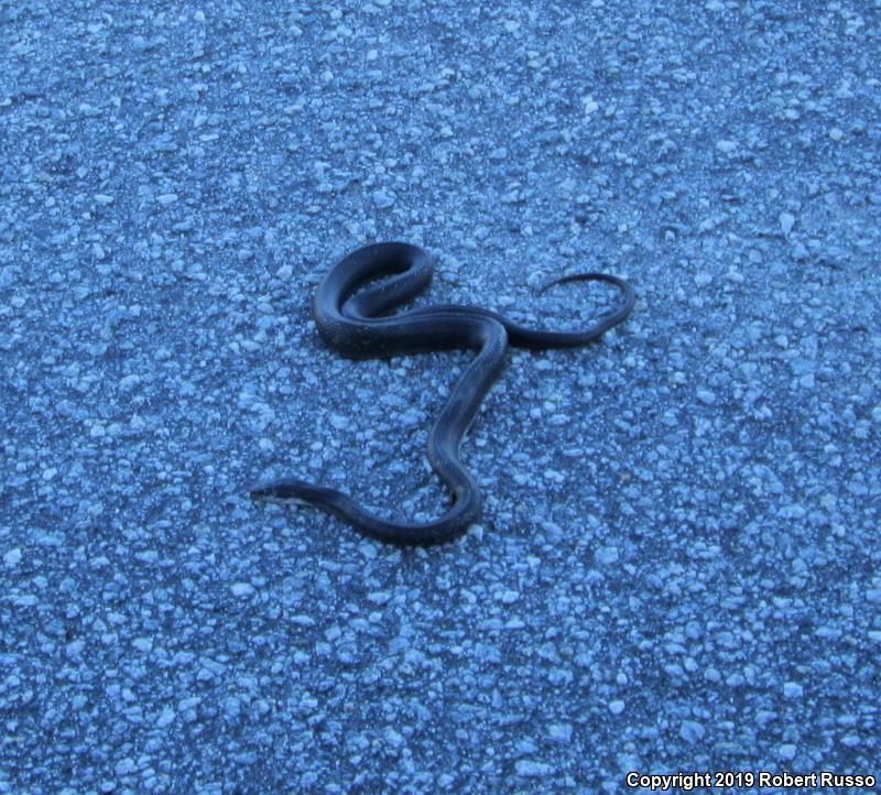 Black Ratsnake (Pantherophis obsoletus obsoletus)