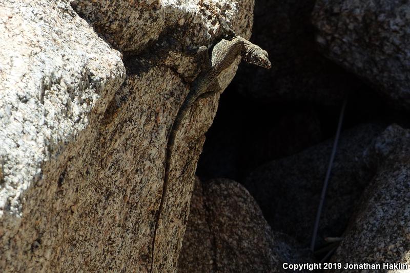 Banded Rock Lizard (Petrosaurus mearnsi)