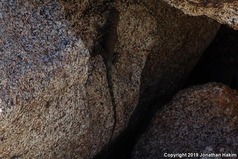 Banded Rock Lizard (Petrosaurus mearnsi)