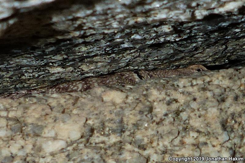 Banded Rock Lizard (Petrosaurus mearnsi)