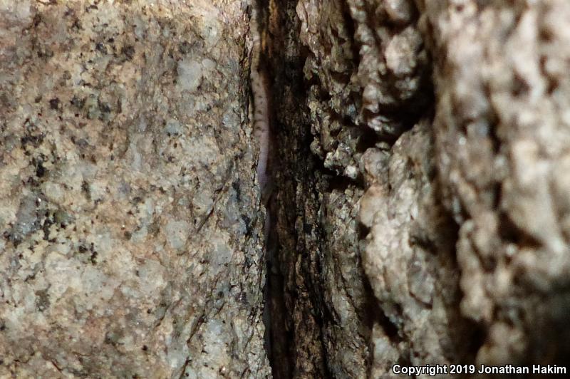 Peninsula Leaf-toed Gecko (Phyllodactylus nocticolus nocticolus)