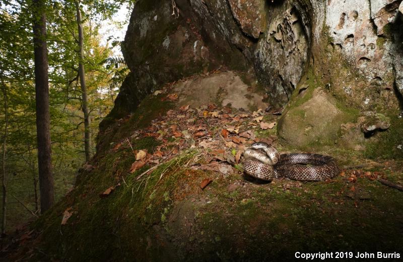 Gray Ratsnake (Pantherophis obsoletus spiloides)