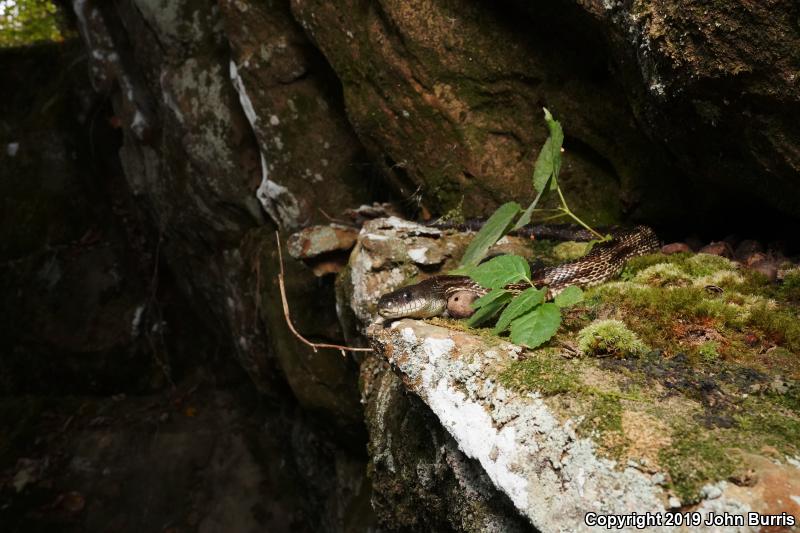 Gray Ratsnake (Pantherophis obsoletus spiloides)