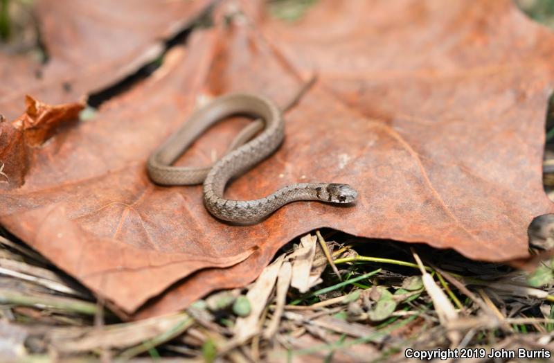 Midland Brownsnake (Storeria dekayi wrightorum)