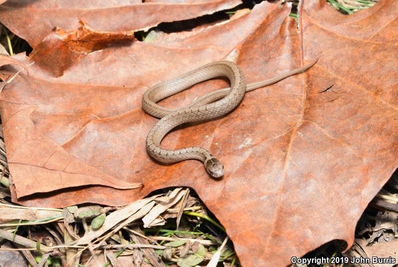 Midland Brownsnake (Storeria dekayi wrightorum)