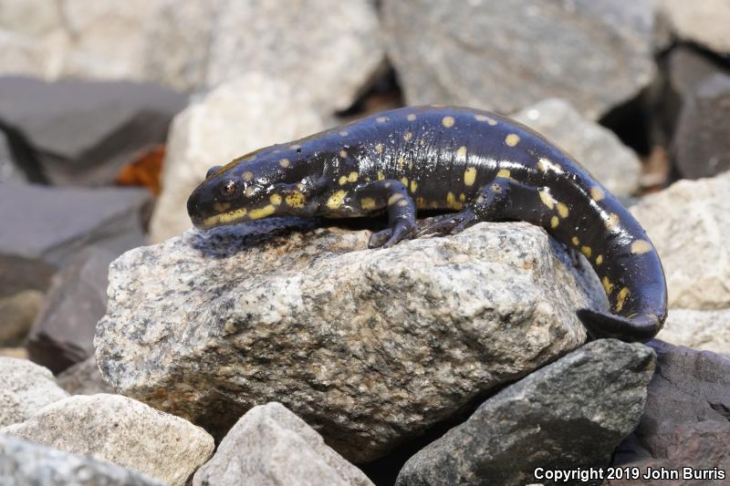 Eastern Tiger Salamander (Ambystoma tigrinum)