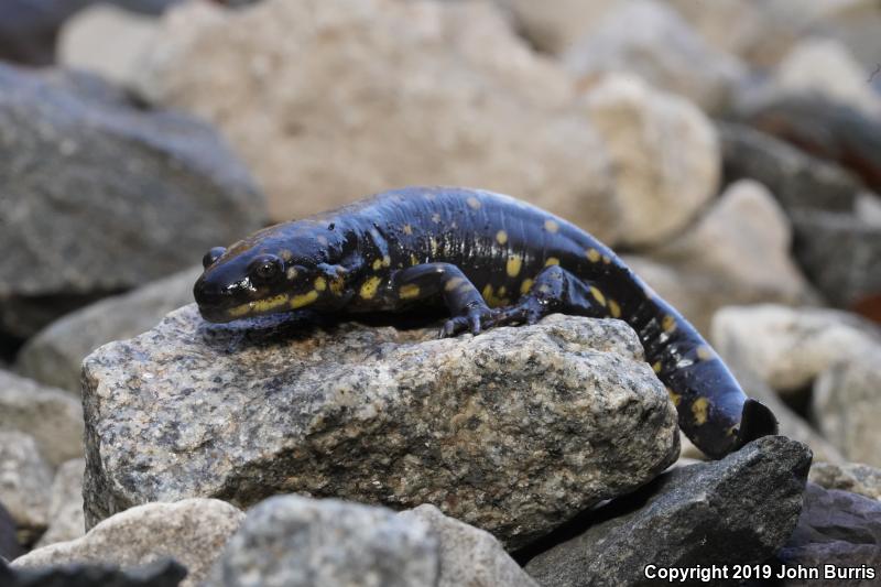 Eastern Tiger Salamander (Ambystoma tigrinum)