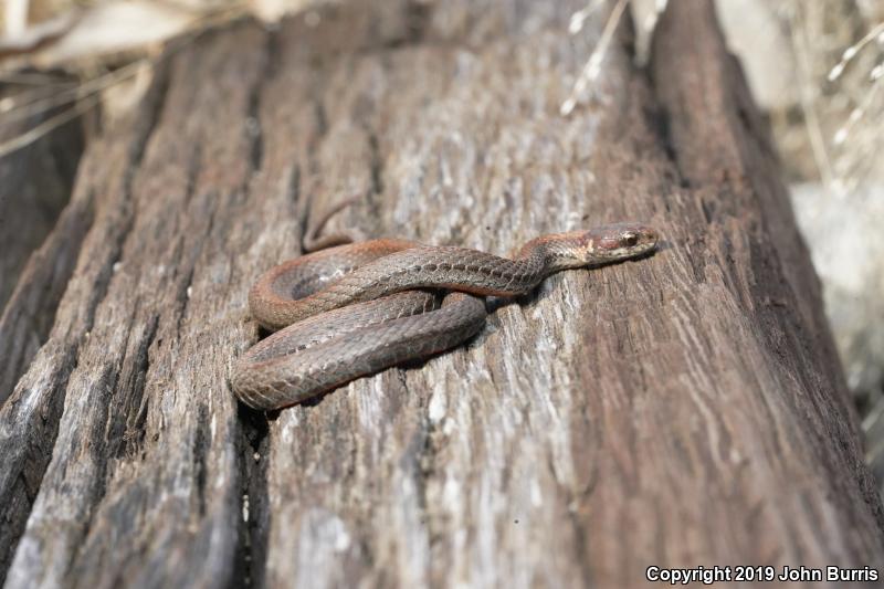 Northern Red-bellied Snake (Storeria occipitomaculata occipitomaculata)