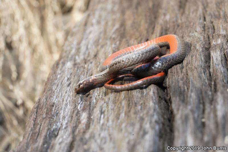 Northern Red-bellied Snake (Storeria occipitomaculata occipitomaculata)