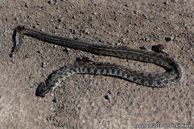 Checkered Gartersnake (Thamnophis marcianus)