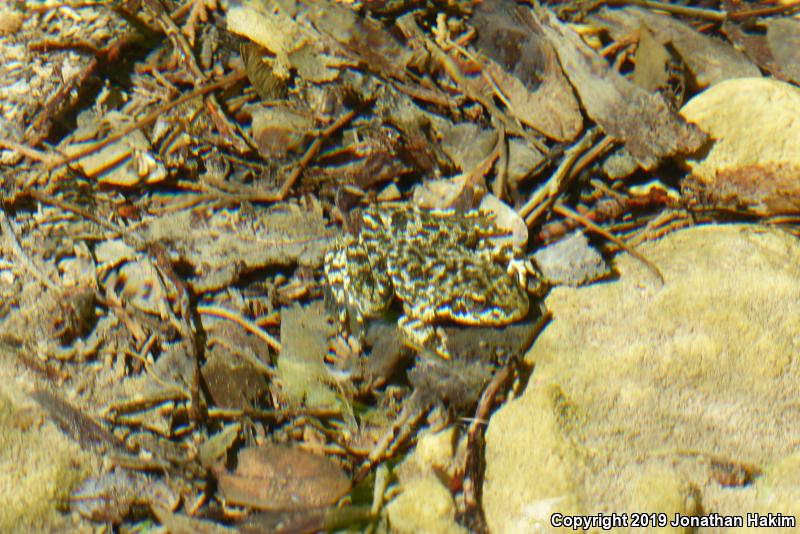 Southern Mountain Yellow-legged Frog (Rana muscosa)