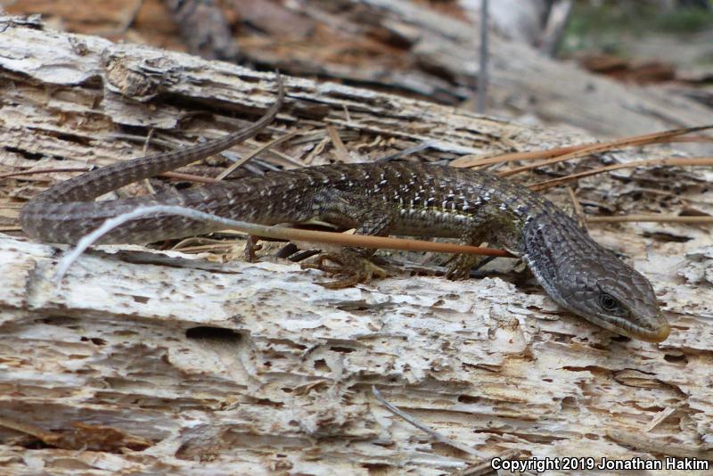 Sierra Alligator Lizard (Elgaria coerulea palmeri)