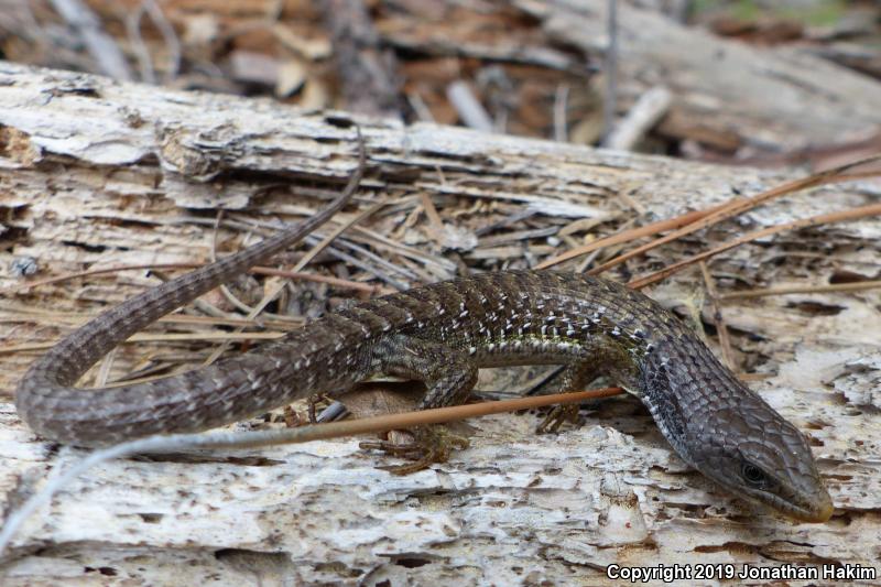 Sierra Alligator Lizard (Elgaria coerulea palmeri)