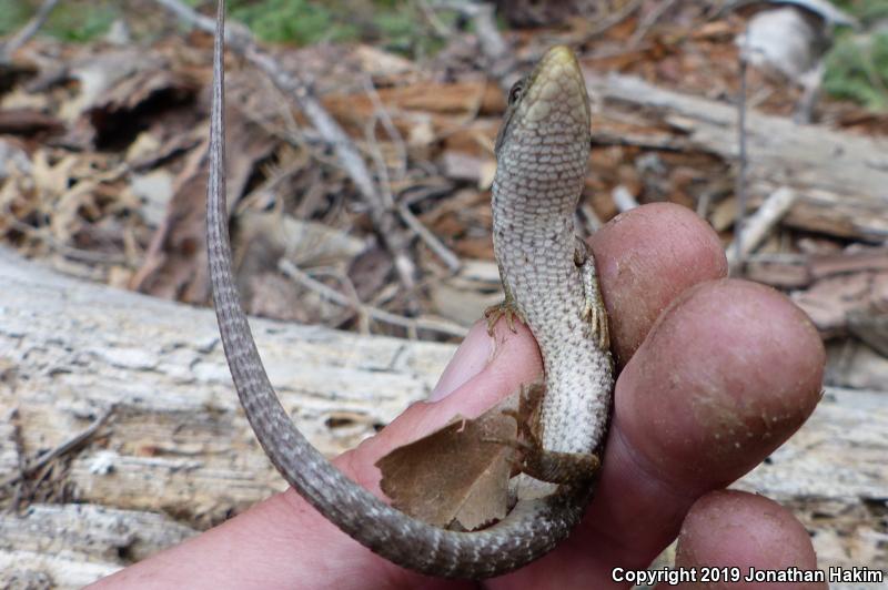 Sierra Alligator Lizard (Elgaria coerulea palmeri)