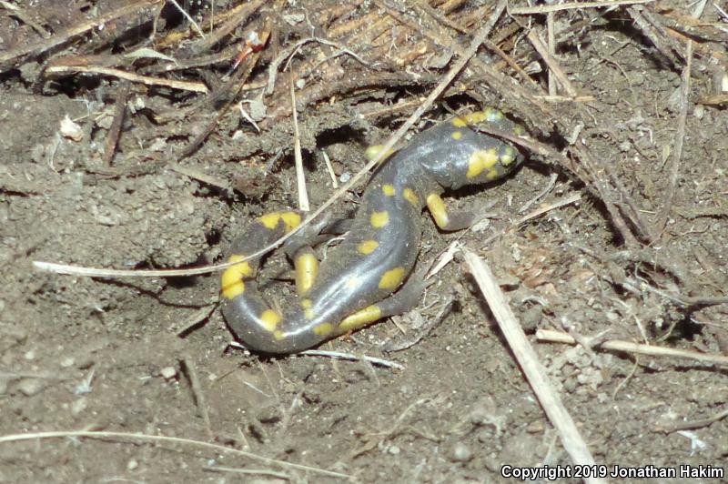 Yellow-blotched Ensatina (Ensatina eschscholtzii croceater)