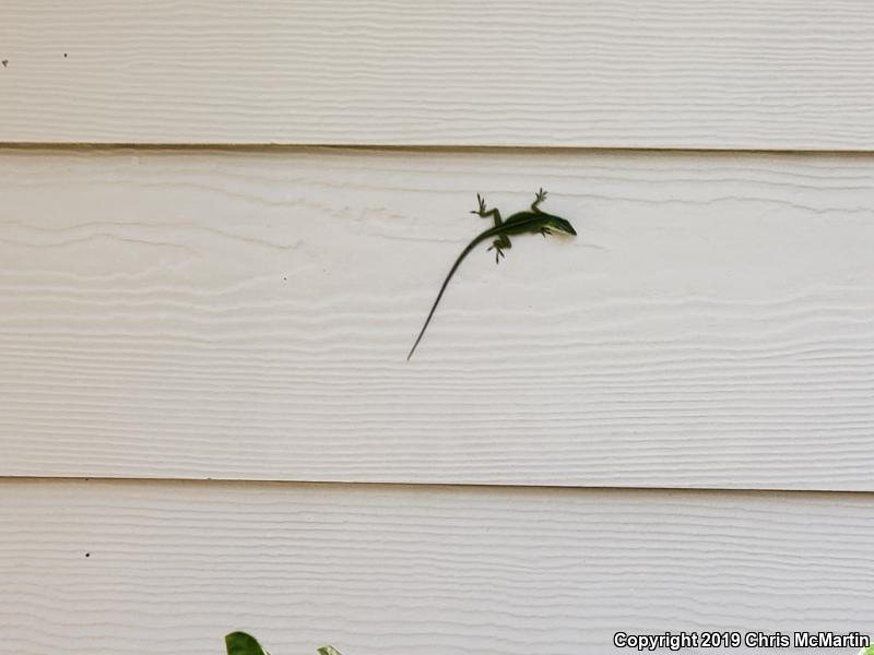 Northern Green Anole (Anolis carolinensis carolinensis)