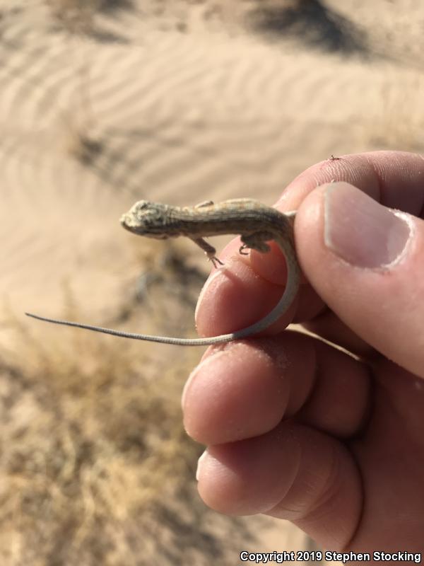 Western Long-tailed Brush Lizard (Urosaurus graciosus graciosus)