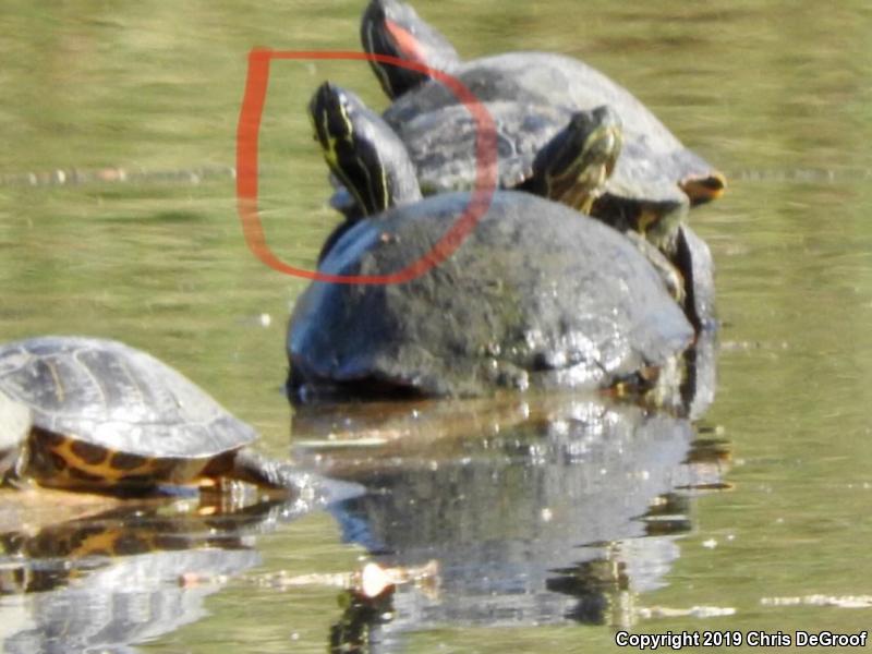 Peninsula Cooter (Pseudemys peninsularis)