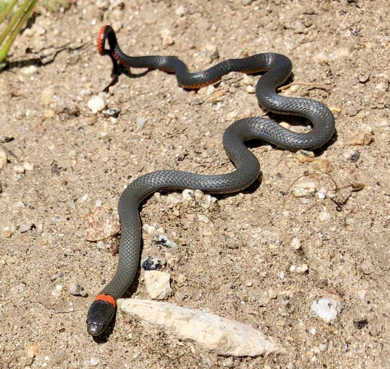 San Diego Ring-necked Snake (Diadophis punctatus similis)