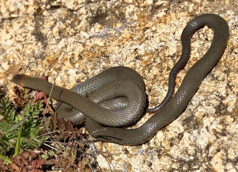 San Diego Ring-necked Snake (Diadophis punctatus similis)