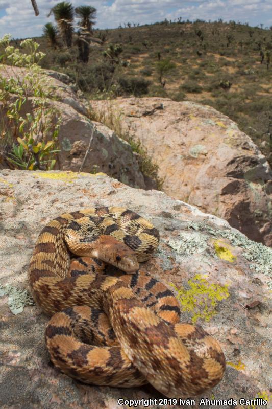 Mexican Bullsnake (Pituophis deppei deppei)