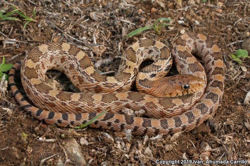 Mexican Bullsnake (Pituophis deppei deppei)