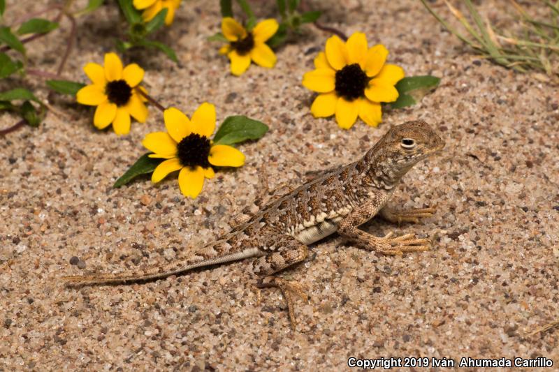 Speckled Earless Lizard (Holbrookia approximans)