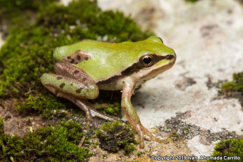 Mountain Treefrog (Hyla eximia)