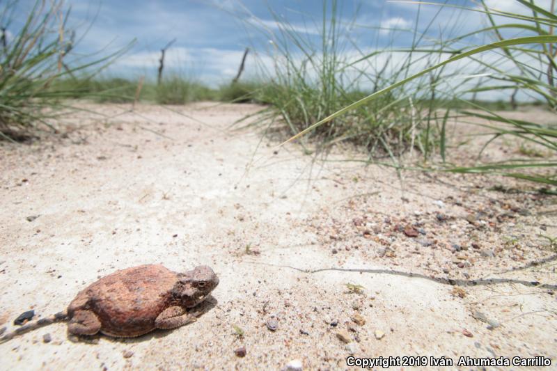 Round-tailed Horned Lizard (Phrynosoma modestum)