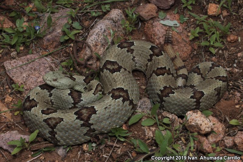 Rock Rattlesnake (Crotalus lepidus)