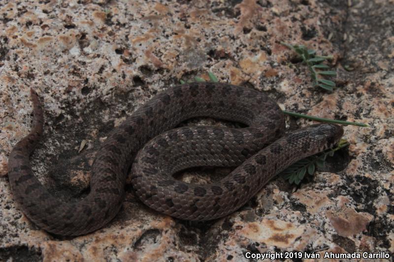 Large-nosed Earthsnake (Conopsis nasus)