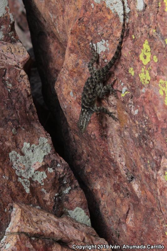 Central Plateau Torquate Lizard (Sceloporus torquatus melanogaster)