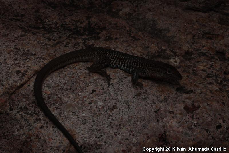 Common Spotted Whiptail (Aspidoscelis gularis)