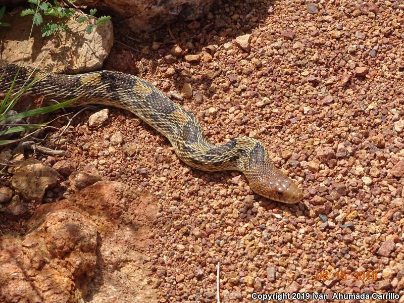 Mexican Bullsnake (Pituophis deppei deppei)