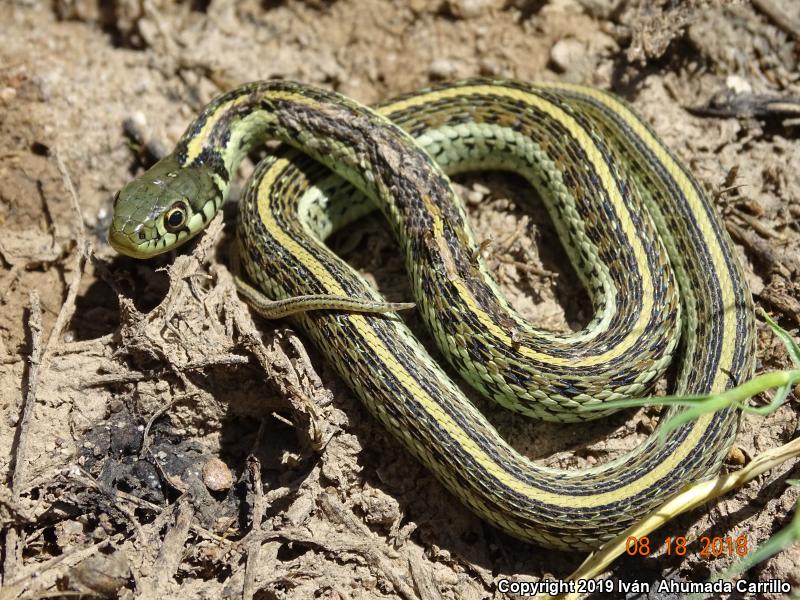 Mexican Gartersnake (Thamnophis eques)