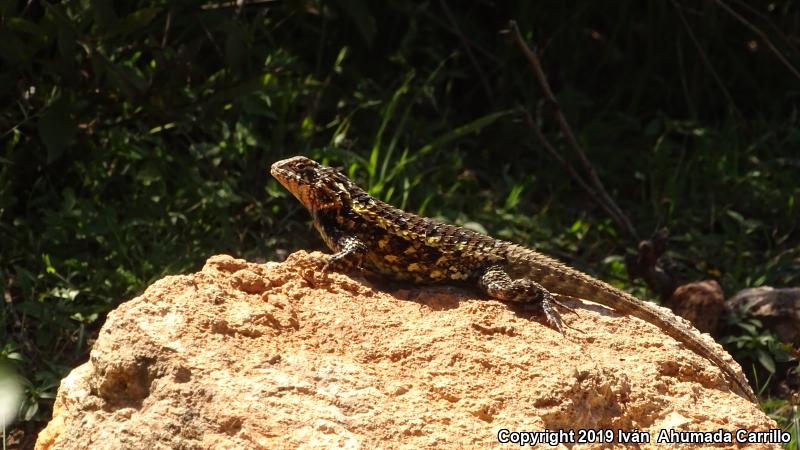 Eastern Spiny Lizard (Sceloporus spinosus)