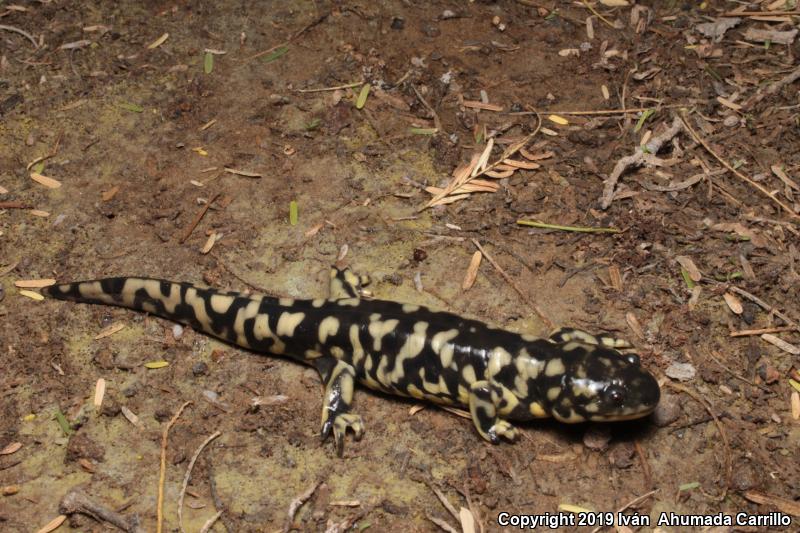 Plateau Tiger Salamander (Ambystoma velasci)