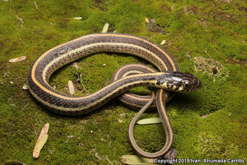 Mexican Gartersnake (Thamnophis eques)