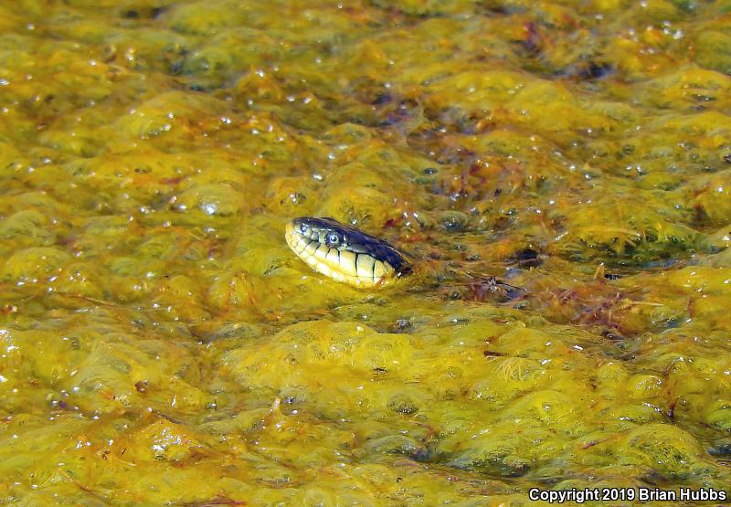 Valley Gartersnake (Thamnophis sirtalis fitchi)